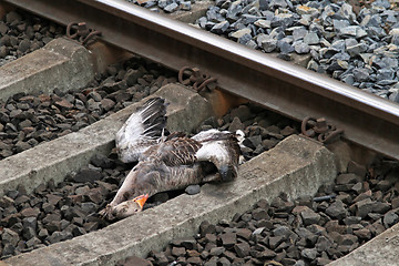 Image showing Dead duck