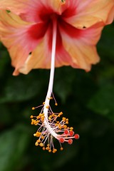 Image showing Red Hibiscus