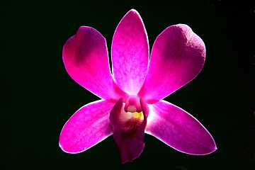 Image showing Purple Orchid Close Up