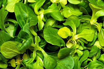 Image showing Lamb lettuce