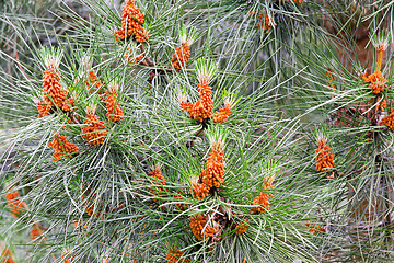 Image showing Pine tree