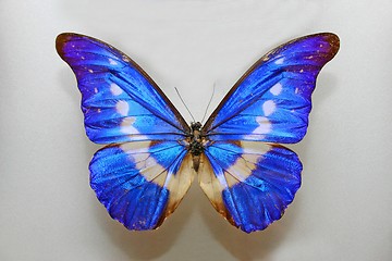 Image showing Morpho Helena Butterfly