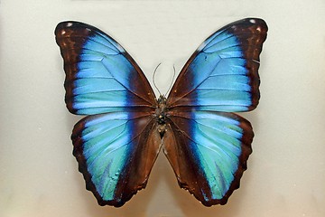Image showing Cyan butterfly