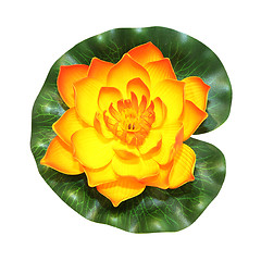 Image showing Lotus flower