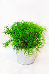 Image showing Pot of grass