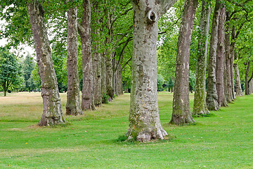 Image showing Trees in row
