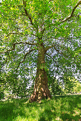 Image showing Tree