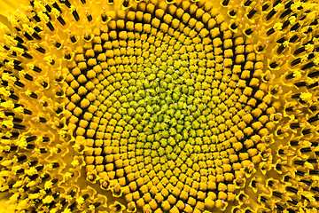 Image showing Sunflower
