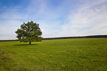 Image showing Tree in the field