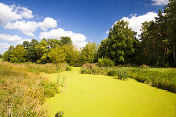 Image showing Bog covered with ooze