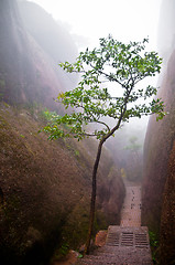 Image showing Tree in a mountain path