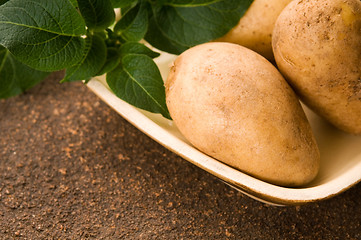 Image showing New potato and green dill