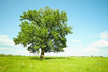 Image showing Old oak tree on green meadows