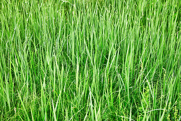 Image showing Green tall grass - natural background