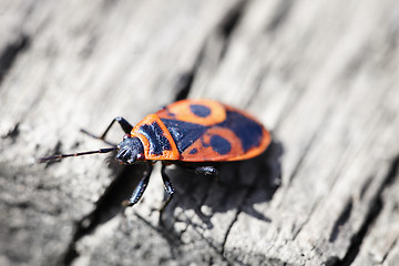 Image showing Red poison bug - Pyrrhocoris apterus