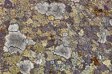 Image showing Granite rocks covered with lichen