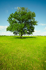 Image showing Landscape - field with oak