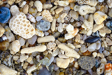 Image showing Shells and coral on a tropical beach - background