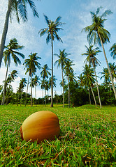 Image showing Coconut lying on grass under palm
