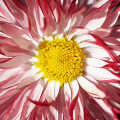 Image showing Red flower with yellow middle