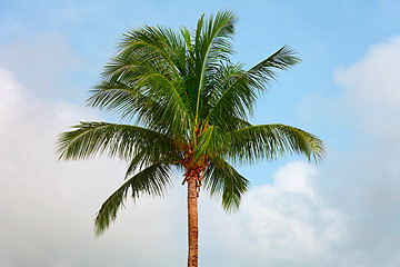 Image showing Top of a coconut tree on sky background