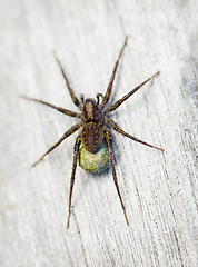 Image showing Brown spider - Lycosidae