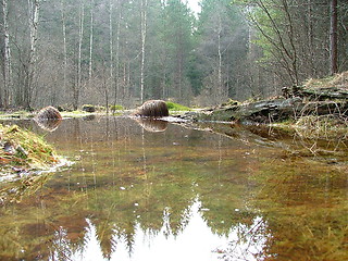 Image showing marsh