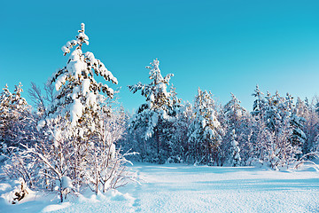 Image showing Winter snow forest