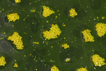 Image showing Surface of muddy water with foam