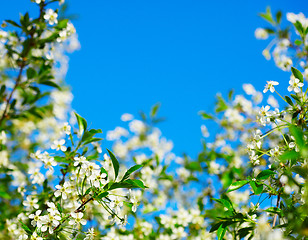 Image showing Frame of cherry blossoms against the blue sky