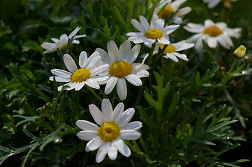 Image showing ox-eye daisy