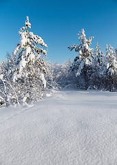 Image showing Snowy winter forest