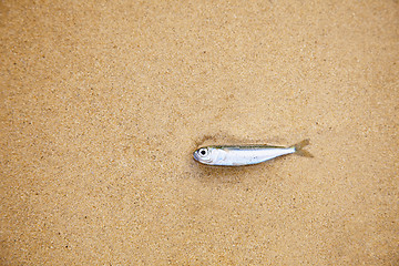 Image showing Little fish on sandy beach - has died