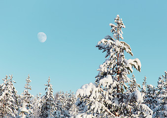 Image showing Pine in winter northern forest