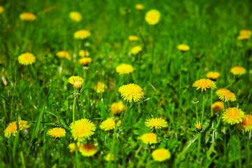 Image showing Dandelions bloom in spring field