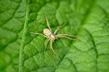 Image showing Small spider on green leaf