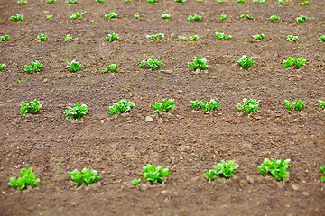 Image showing Young potato shoots in on spring tillage