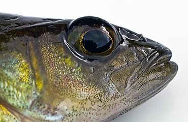 Image showing The head of the perch