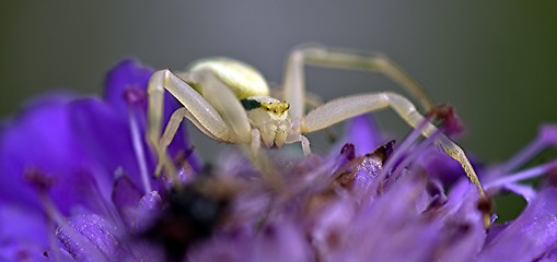Image showing Crab spider