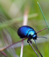 Image showing Blue beetle