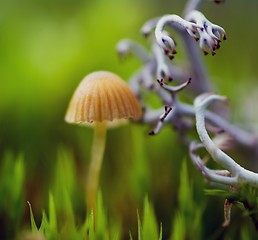 Image showing Mushroom and lichen
