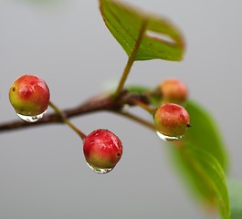 Image showing Alder Buckthorn