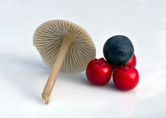 Image showing Mushroom, Cranberries and Blue berry