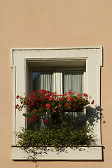 Image showing Window with red flowers