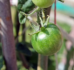 Image showing tomatoes