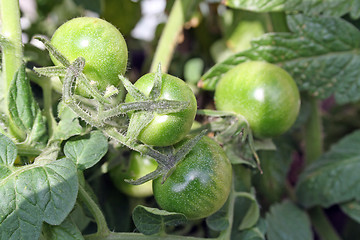 Image showing tomatoes