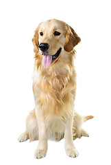 Image showing Golden retriever dog