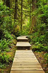 Image showing Path in temperate rainforest