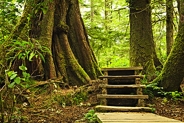 Image showing Path in temperate rainforest