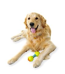 Image showing Golden retriever dog